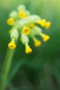 Primula veris Royalty Free Stock Photo