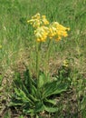 Primula veris Royalty Free Stock Photo