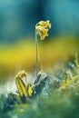 Primula veris with bubble bokeh