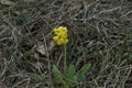 Primula veris (Cowslip). Common in the fields and lawns Royalty Free Stock Photo