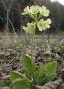 Primula veris 3D photo anaglyph