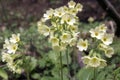 Primula veris elatior in bloom