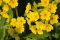 Primula veris Royalty Free Stock Photo