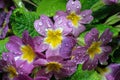 Primula veris flower Royalty Free Stock Photo