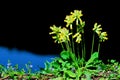 Primula veris flowers