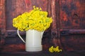 Primula veris flowers Royalty Free Stock Photo