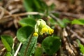 Primula veris flowers in spring Royalty Free Stock Photo