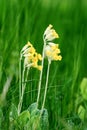 Primula veris in high grass