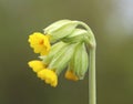 Primula veris