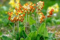 Primula Veris plants or Cowslip Royalty Free Stock Photo