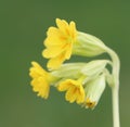 Primula veris