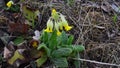 The Primula veris, sprin flower