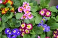 Primula colorful  spring flowers in a sunshine patterns Royalty Free Stock Photo