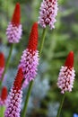 Primula vialii blooms in the summer from June to August with red purple flowers Royalty Free Stock Photo