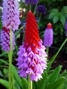 Primula Vialii / Orchid Primrose Royalty Free Stock Photo