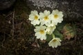 Primula vulgares or primerose