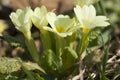 Primula vulgaris