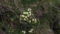 Primula vulgaris Royalty Free Stock Photo