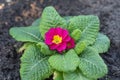 Primula vulgaris blooms. Purple Country Garden With Primrose Flowers, top view. The bright floral landscape lay flat Royalty Free Stock Photo