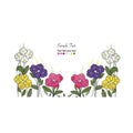 Primula vulgaris colorful spring flower border design