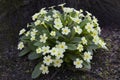 Primula vulgaris, common primrose blooming outdoors in the garden