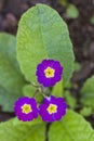 Primula vulgaris