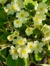 Primula vulgaris, the common primrose