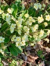 Primula vulgaris, the common primrose