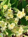 Primula vulgaris, the common primrose