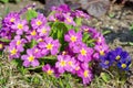 Primula vulgaris blooms in the spring garden Royalty Free Stock Photo