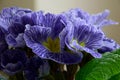 Primula vulgaris or primula acaulis zebra blue with blue striped