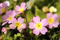 Primula vulgaris sibthorpii Royalty Free Stock Photo