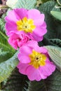 Primula Vulgaris Sibthorpii Royalty Free Stock Photo