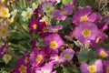 Yellow common primrose and pink primrose flowers, Primula vulgaris sibthorpii, blooming in dappled spring sunlight close-up view