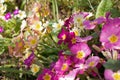 Yellow, peach and pink primrose flowers, Primula vulgaris sibthorpii, blooming in dappled spring sunlight close-up view
