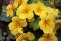 primula yellow large- flowered primrose, cabaret cream flower ambie