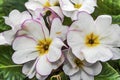 The Primulaceae, commonly known as the primrose family Royalty Free Stock Photo