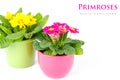 Primulas with different colors in colorful buckets