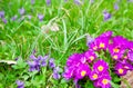 Primulas flowers