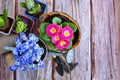 Primulas flowers, plants and garden tools on a old wooden table. Focus on Primulas. Gardening concept. Top view Royalty Free Stock Photo