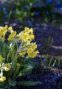 Primulas veris