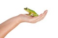 Prince frog on her hand