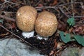 Prince Mushrooms - Agaricus augustus Royalty Free Stock Photo