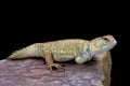 Princely spiny-tailed lizard (Uromastyx princeps) Royalty Free Stock Photo