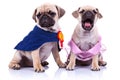 Princess and champion pug puppy dogs Royalty Free Stock Photo