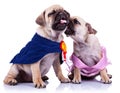 Princess and champion pug puppy dogs kissing Royalty Free Stock Photo