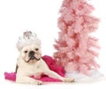 Princess dog Royalty Free Stock Photo