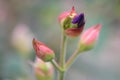 Princess-flower, Tibouchina urvilleana, budding purple flower Royalty Free Stock Photo