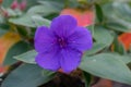 Princess-flower, Tibouchina urvilleana, close-up flower Royalty Free Stock Photo