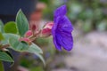 Princess-flower, Tibouchina urvilleana close-up flower side view Royalty Free Stock Photo